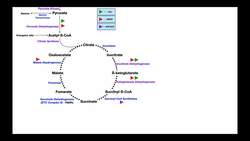 Overview of Metabolism [Part 2] | The Citric Acid Cycle Instructional Video