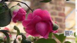 Garden Guide: Imagine a rose that blooms all winter long... Alex introduces you to Camellias News Clip