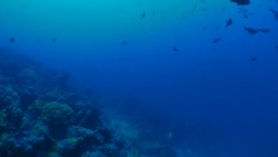 Scalloped Hammerhead shark cruising in deep undersea reef, Galapagos Stock Footage