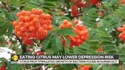 Orange can reduce risk of depression by 20%: Study News Clip