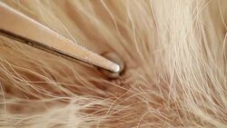 Tick (Ixodes Ricinus). Tick on animal skin. Stock Footage