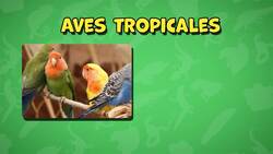 I WONDER - Why Are Some Amphibians So Brightly Coloured? Me Pregunto - Por Qué Algunos Anfibios Son Tan Brillantemente Coloreados? Instructional Video
