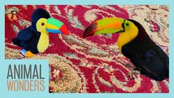 Toucan Gets Toucan Toys! Instructional Video