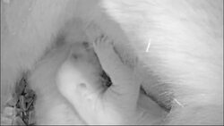 Watch: First footage released of polar bear cub born at Berlin Zoo News Clip