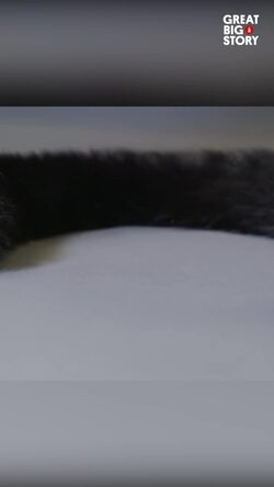Kizzy's plight, the endangered black and white ruffed lemur Instructional Video