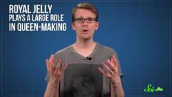 How a Bee Becomes Queen Instructional Video