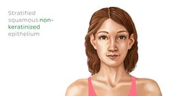 Esophagus histology Instructional Video