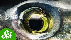 Salmon Can Turn on Night Vision. Why Can’t We? Instructional Video