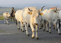 Cultivo de alimentos Instructional Video