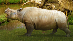 When Red Pandas Roamed North America Instructional Video