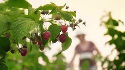An elderly woman collects raspberries at sunset. Organic food. Stock Footage