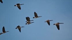 Depending on My Neighbor Instructional Video