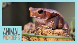 Meet and Greet: Trevor the Toad! Instructional Video