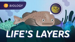 How Life is Organized: Crash Course Biology #4 Instructional Video