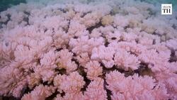 The Ripple Effects of Climate Change on Ecosystems Instructional Video