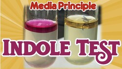 Indole Test Principle Instructional Video