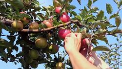 Apple picking in orchard Stock Footage