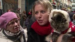 Owners bring pets to be blessed at Madrid church Instructional Video