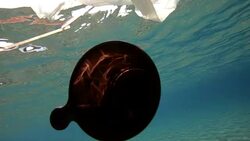 Plastic pollution in sea Stock Footage