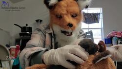 #TheMoment wildlife centre staff wore fox mask to nurse an orphaned kit News Clip