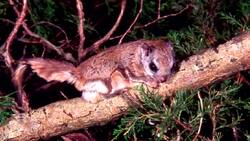 The elusive flying squirrel is found in only 1 place in southwestern Ontario: Point Pelee News Clip