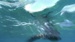 Animal Alphabet: M is for Marine Iguana Instructional Video