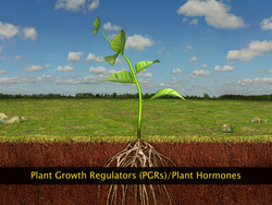 Plant Growth Regulators Instructional Video