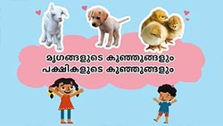 Cute Baby Animals - Little Wildlife Wonders - Malayalam Instructional Video