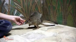 Hanging with the Hoppers! Instructional Video