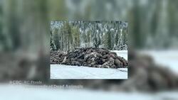 B.C. First Nation worried about environmental impact of livestock killed in floods News Clip