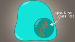 Protein Synthesis (Updated) Instructional Video