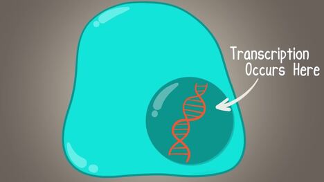Protein Synthesis (Updated)