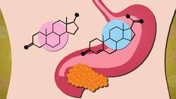 I WONDER - What Job Does The Pancreas Do? Instructional Video