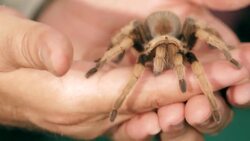 How to Tell If a Tarantula Is Male or Female Instructional Video