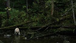 #TheMoment B.C.'s elusive spirit bear emerged for a close-up photo shoot News Clip