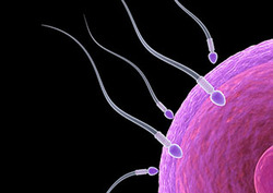 Fertilisation - Fusion of Sex Cells Instructional Video