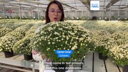 Thousands of flowers adorn Romanian city of Iași for Saint Paraskeva holiday Instructional Video