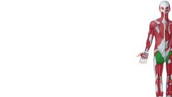 How are muscles named? Instructional Video