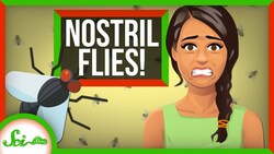 The Fly That Lays Eggs in Toad Nostrils Instructional Video