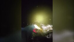 Deer rescued from Port Jefferson Station pool News Clip