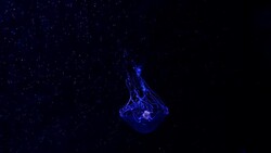 Close-up Jellyfish, Medusa in fish tank with neon light. Jellyfish is free-swimming marine coelenterate with a jellylike bell- or saucer-shaped body that is typically transparent. Stock Footage