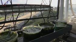 Biodegradable plastic made from seaweed organisms News Clip