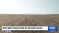 Why beef prices are at record highs News Clip