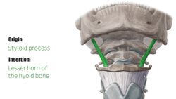 Stylohyoid muscle Instructional Video