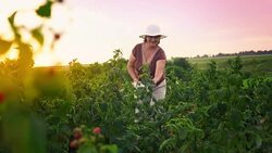 An elderly woman collects raspberries at sunset. Organic food. Stock Footage