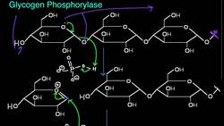 Glycogen Phosphorylase Function and Mechanism Instructional Video