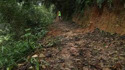 Woman trail runner running on tropical forest trail in the morning Stock Footage