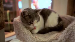 Supplies Needed for a Pet Cat Instructional Video