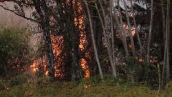 Residents watch as lava engulfs road after Kilauea volcano eruption News Clip