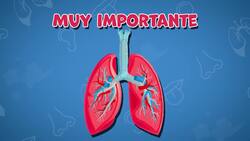 I WONDER - What Does The Respiratory System Do?
 Me Pregunto - Qué Hace El Sistema Respiratorio? Instructional Video